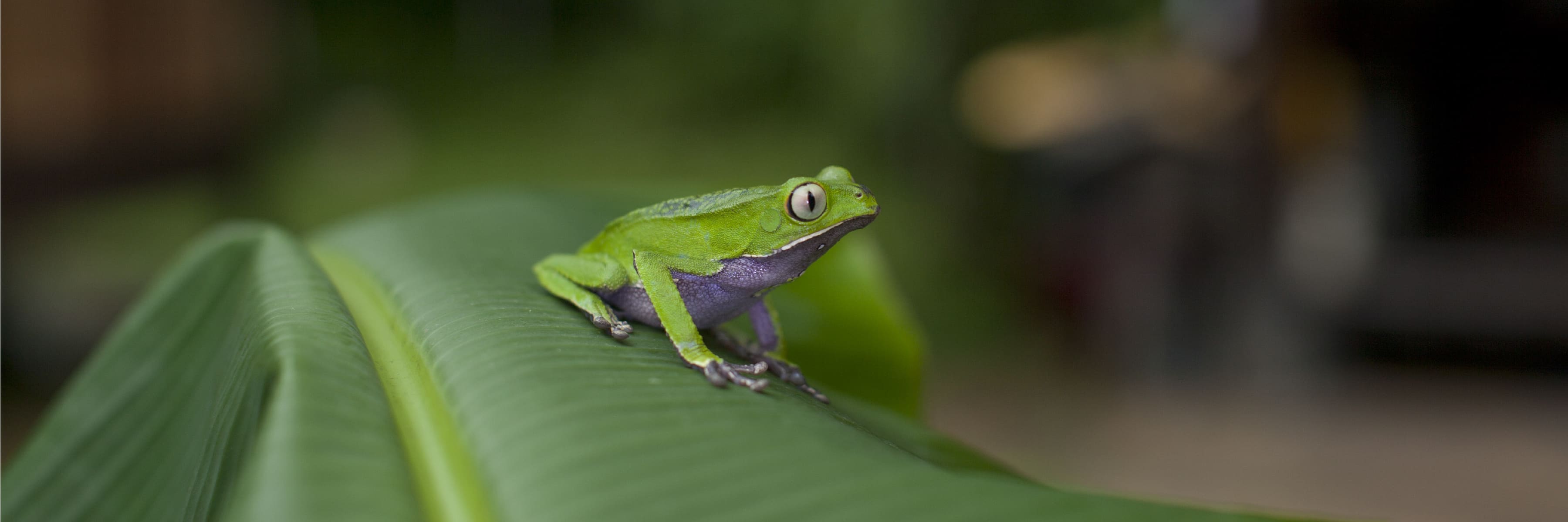 Forest Conservation